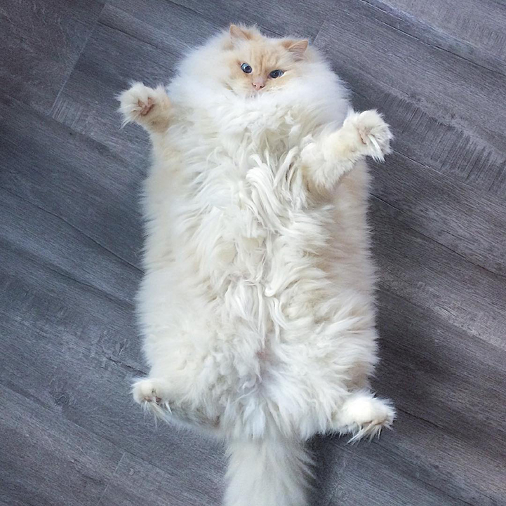 Incredibly Fluffy Ragdoll Cat Resembles A Giant Cuddly Cotton Ball