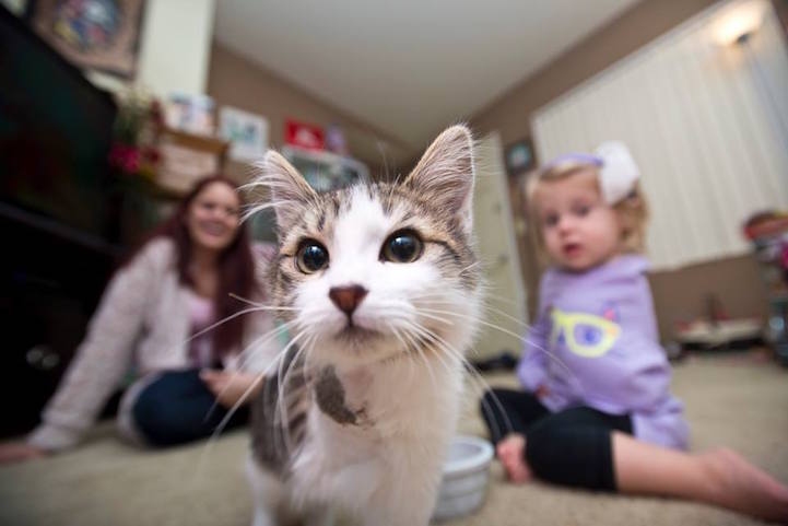 2-Year-Old Amputee Finds Comfort In Her New BFF–A Three-Legged Kitten