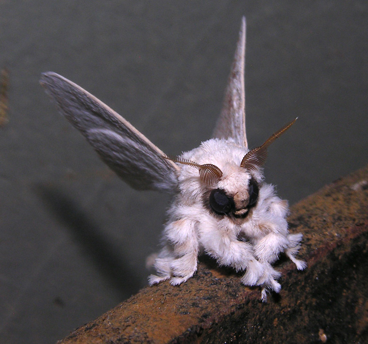 Venezuelan Poodle Moth insect