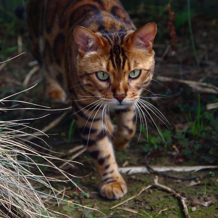 Bengal Cat Named Thor Looks Like a Cross Between a Leopard 
