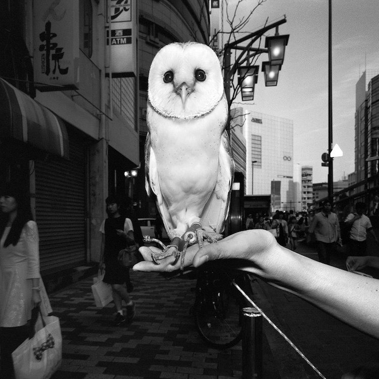 Owl Captured On Lens In The Streets Of Japan