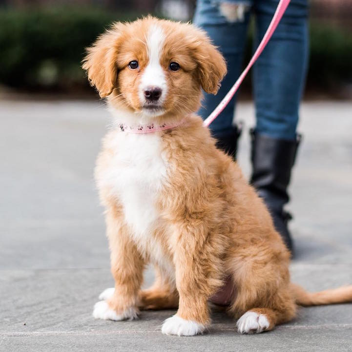 Photographer Scours Nyc S Streets Looking For Dogs With Unique Personalities