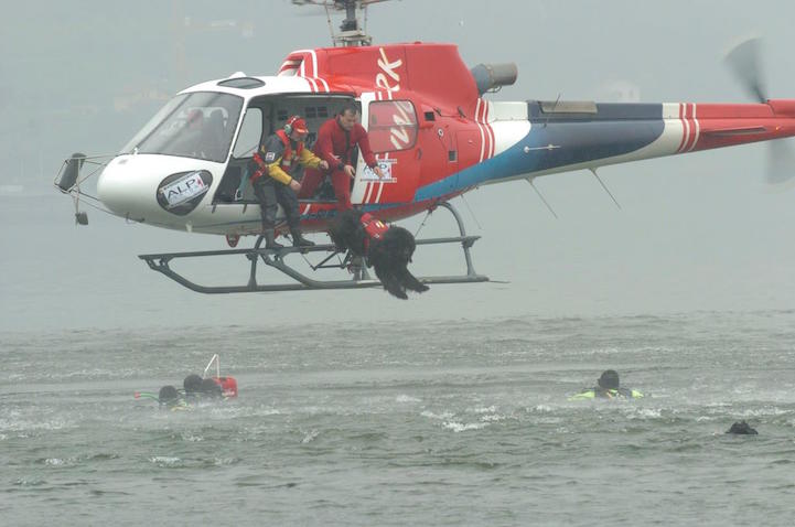 newfoundland dog helicopter