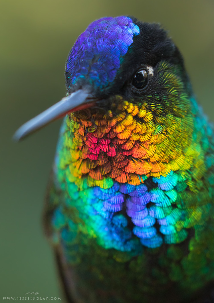 Stunning Shot Of Fiery-Throated Hummingbird