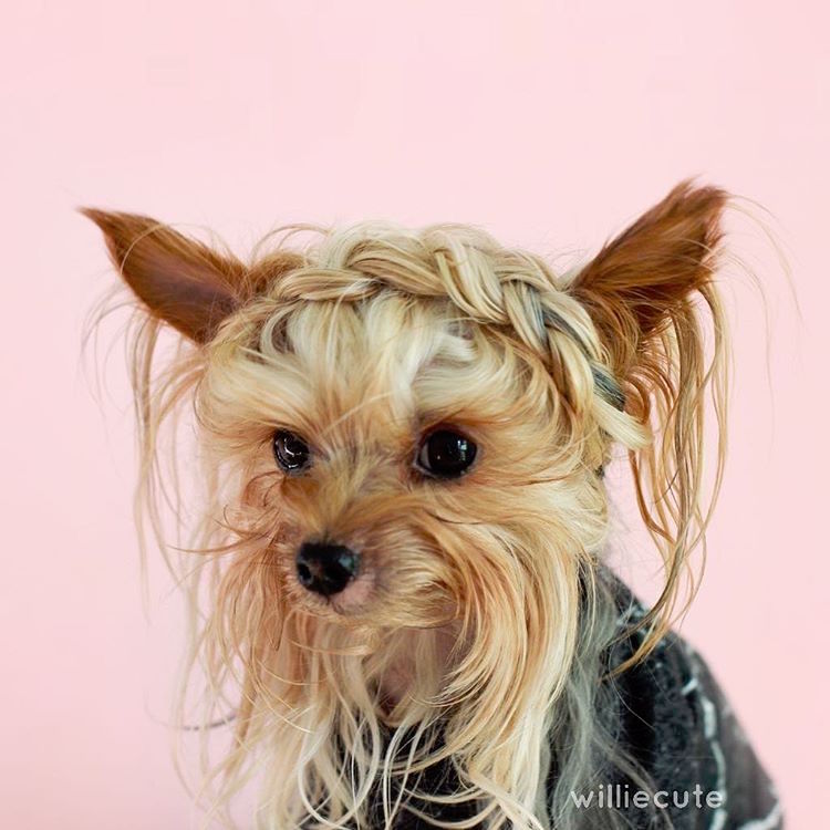 Fashion Forward Yorkshire Terrier Braids