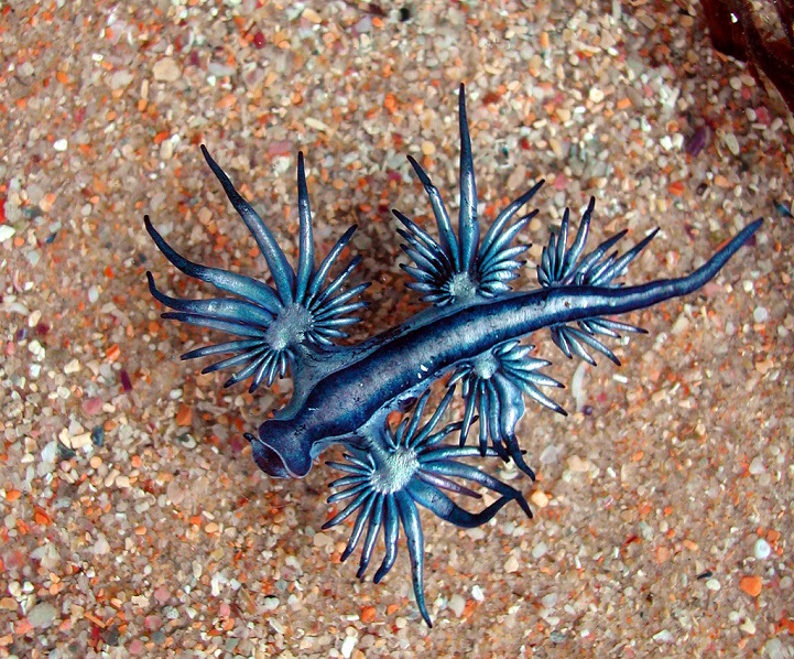 Rare Sighting of Glaucus Atlanticus, AKA a Blue Dragon Sea Slug