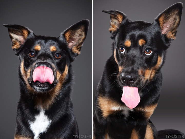 Портретные фото собак.