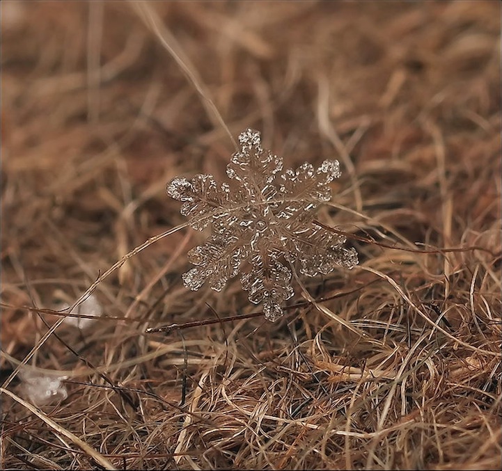 macro snowflake photography