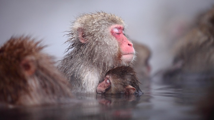 15 Fascinating Photos of Monkeys Deep in Thought