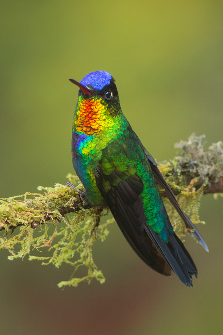 colorful birds hummingbird hummingbirds fiery throated close jess spectacular rica costa rainbow bird findlay pretty colors photographer neck dazzling rare