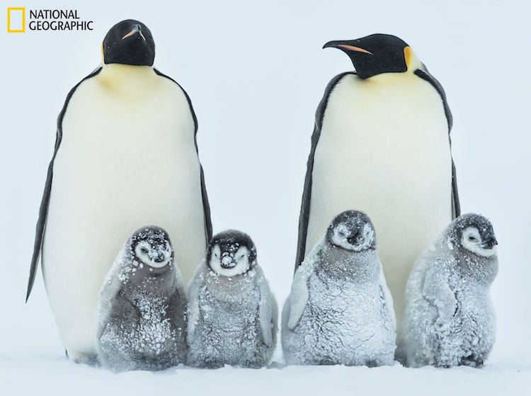 Animal Portrait Of Emperor Penguin Family