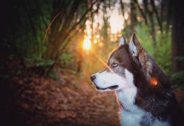 Rescued Dog Takes Grateful Photographer on Fairy-Tale Adventures