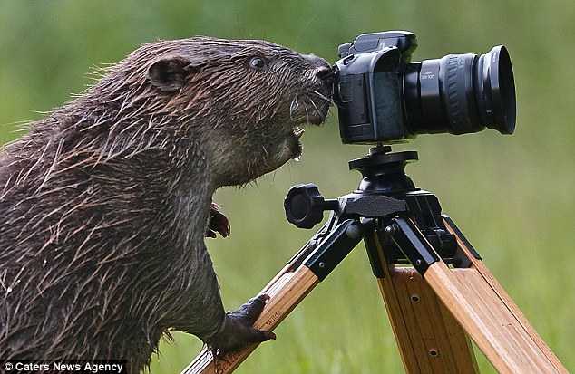 17 Funny Animals Appear to Be Taking Photos with Cameras