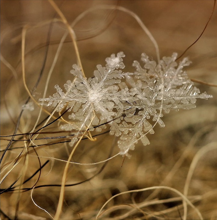 macro snowflake photography