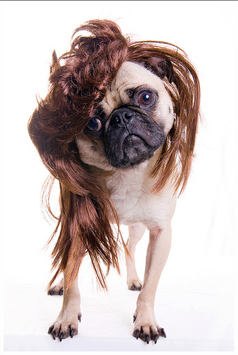 Dogs with Stylin' Hairdos (15 photos)