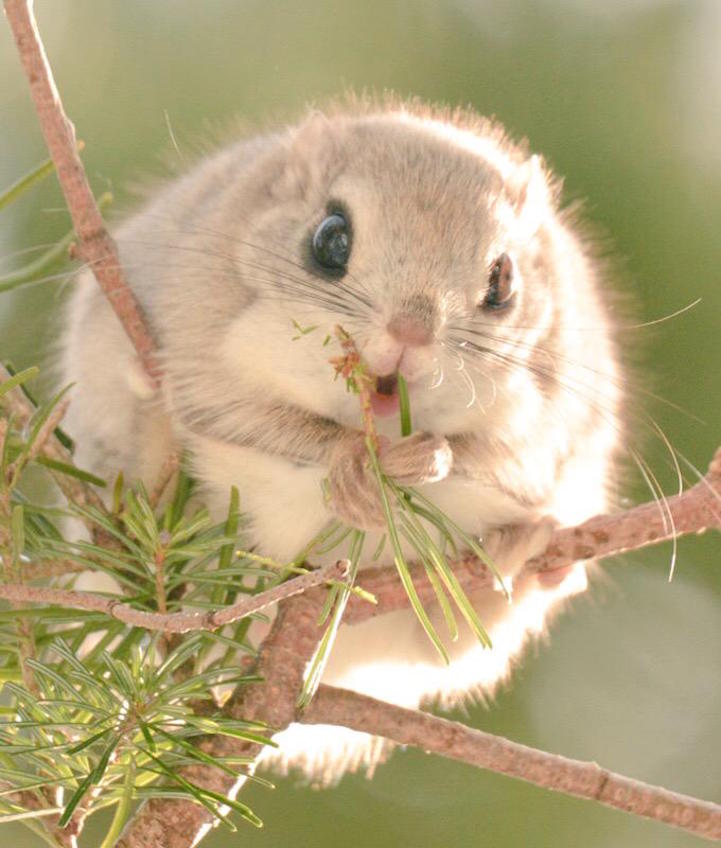 7 Incredibly Adorable Animals Unique to Hokkaido, Japan