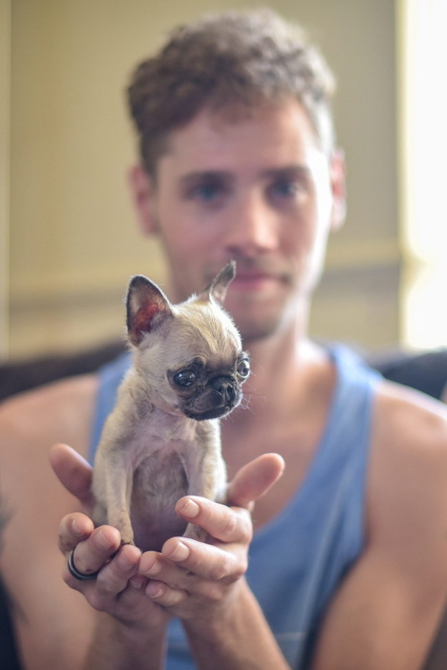 smallest pug in the world