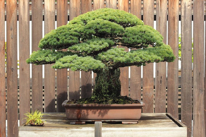 Incredible 388 Year Old Bonsai Tree Survived Hiroshima Blast