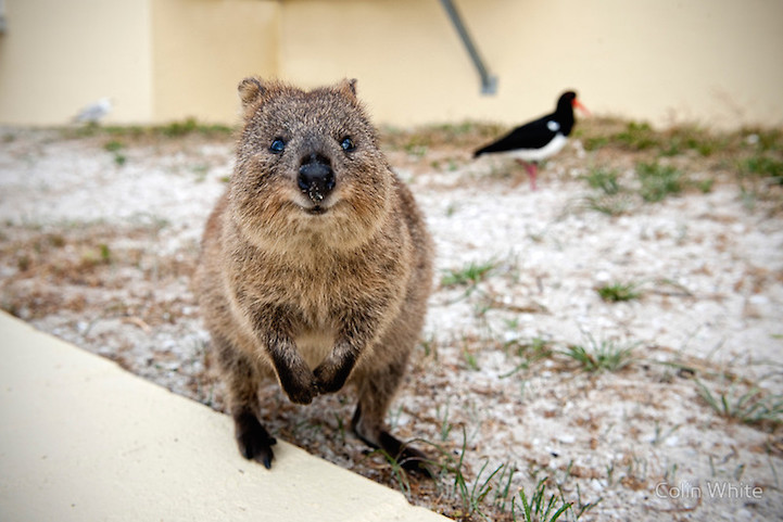 Quokka Selfie Trend Has People Posing with Adorable Australian Animal