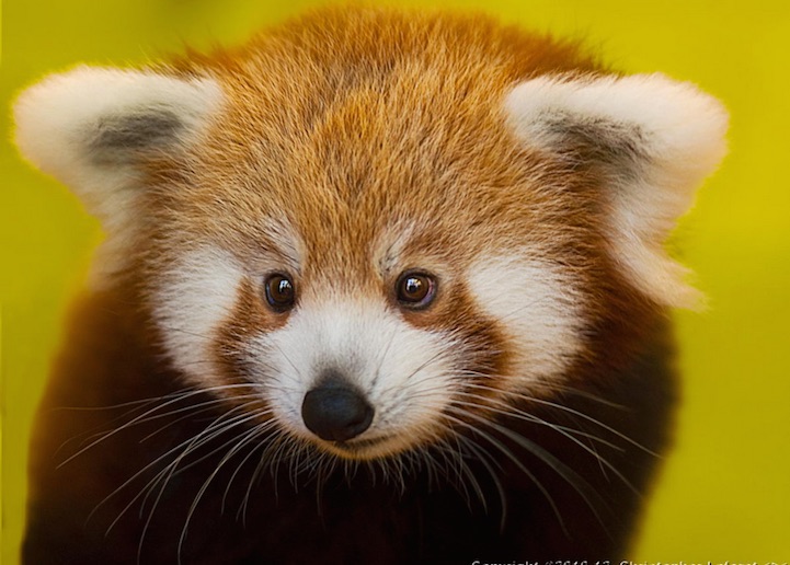 Red Pandas Are The Cutest Animal On The Planet