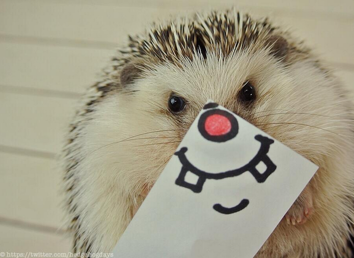 marutaro hedgehog