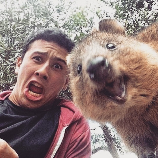 Quokka Selfie Trend Has People Posing with Australian Animal