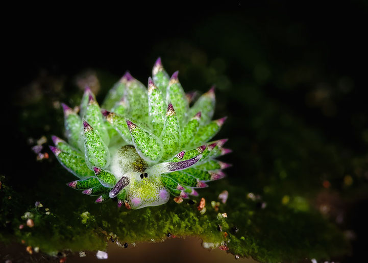 Adorable Leaf Sheep Sea Slug