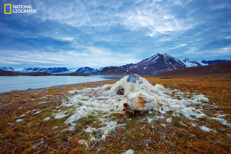 National Geographic Death In Polar Bear Population