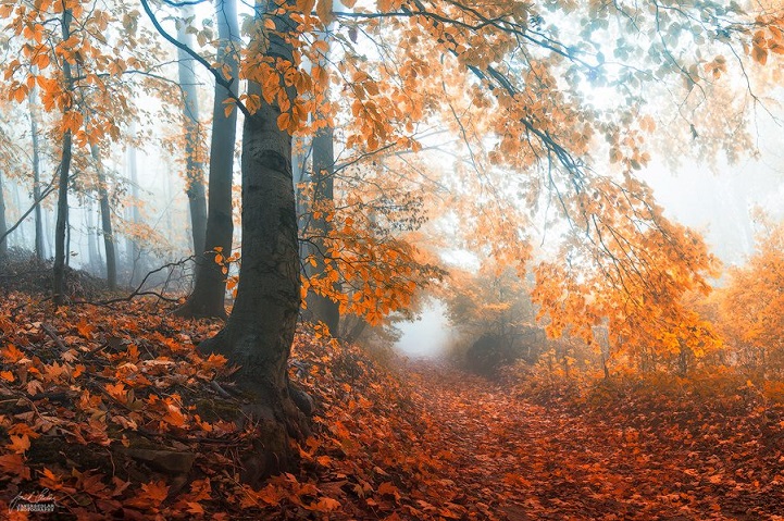 Enchanting Photos of Autumnal Forests by a Wandering Photographer