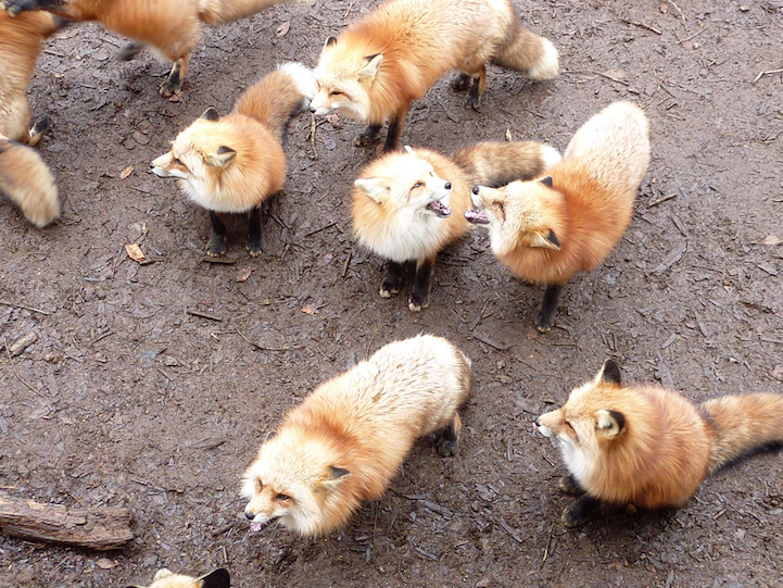 Many fox. Дзао-Кицунэ-Мура. Дзао Кицунэ. Много лисиц.