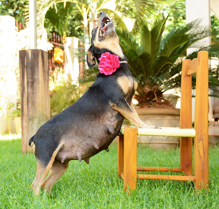 Pregnant Dog Stars in Her Own Fabulous Maternity Photo Shoot