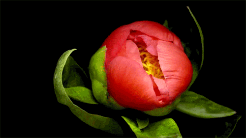 Spectacular Time-Lapse GIFs of Flowers Blooming