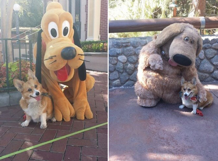 Puppies Who Love Disneyland
