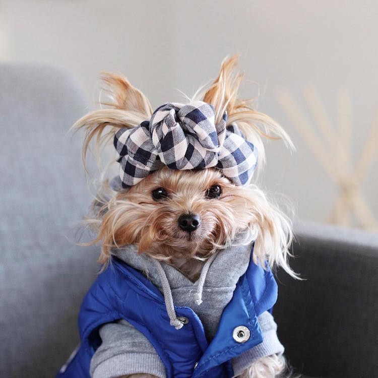 Yorkshire Terrier Fashion Turban