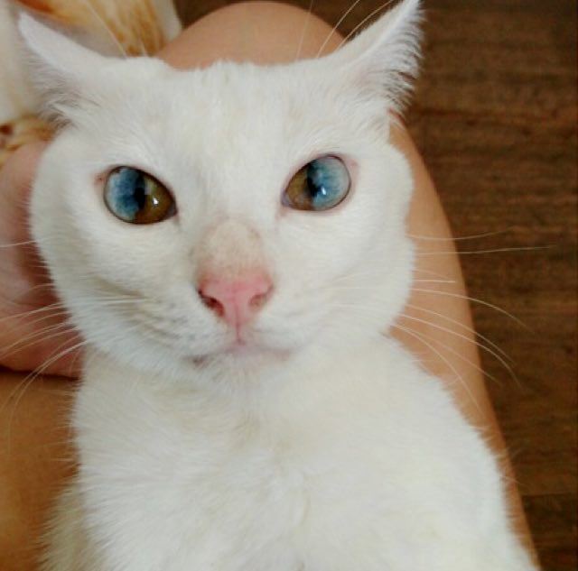 cats with two different colored eyes