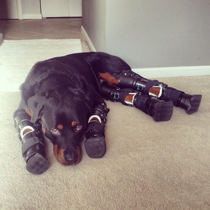 Quadruple Amputee Dog Enjoys A Happier, Healthier Life Thanks To ...