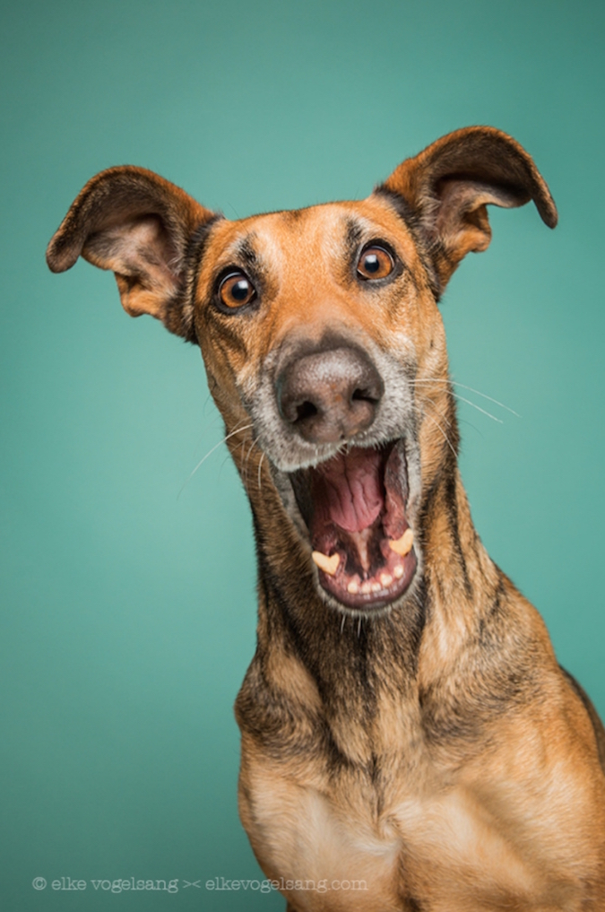 Incredibly Expressive Dog Portraits by Elke Vogelsang