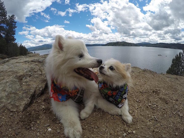 Tiny Rescued Pomeranian is a Seeing Eye Dog for His Blind Best Friend